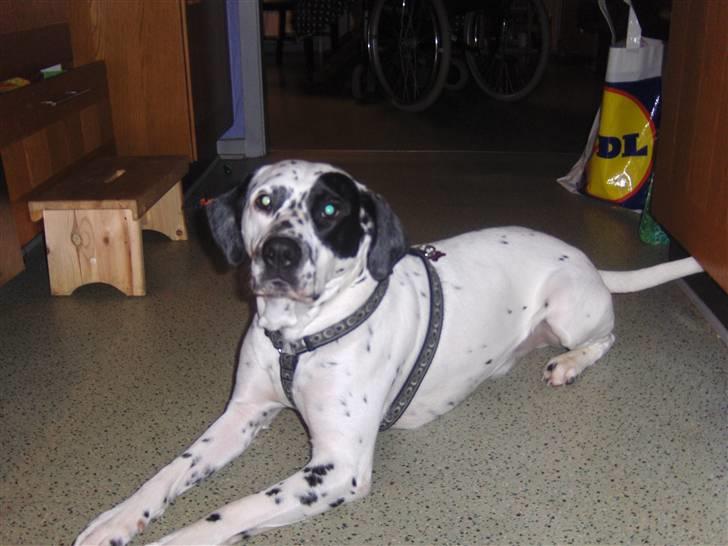 Blanding af racer pongo R.I.P billede 4