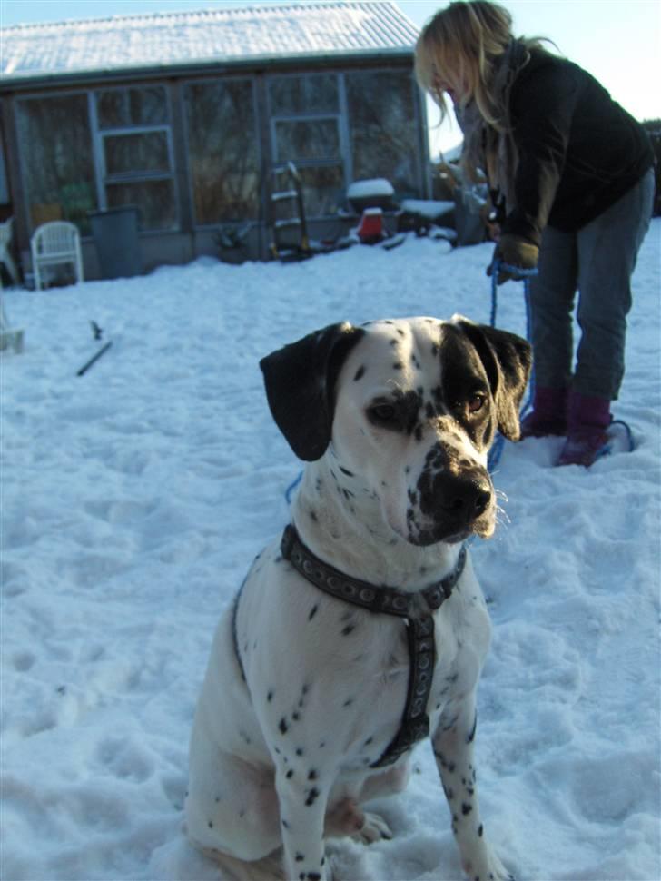 Blanding af racer pongo R.I.P billede 6
