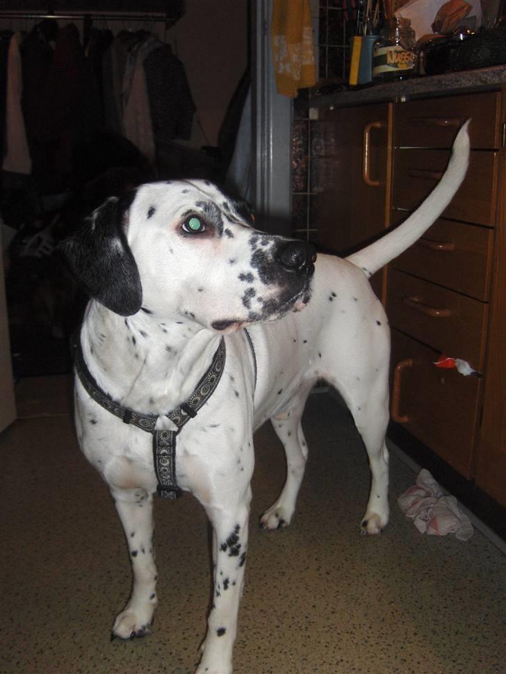 Blanding af racer pongo R.I.P billede 7