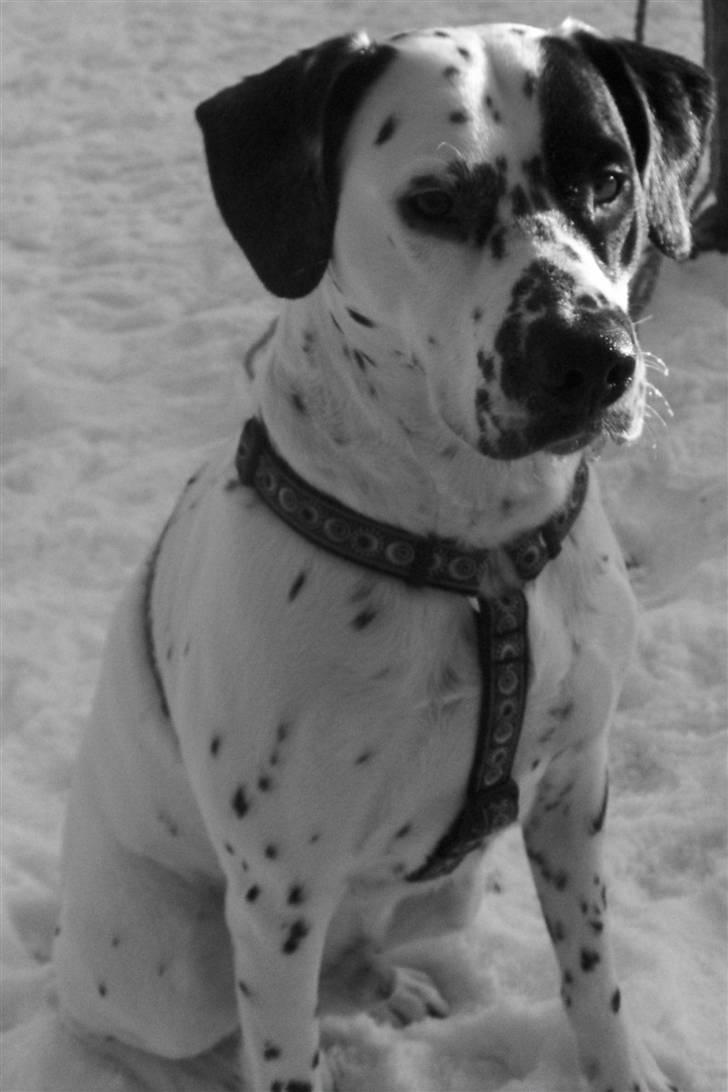 Blanding af racer pongo R.I.P billede 8