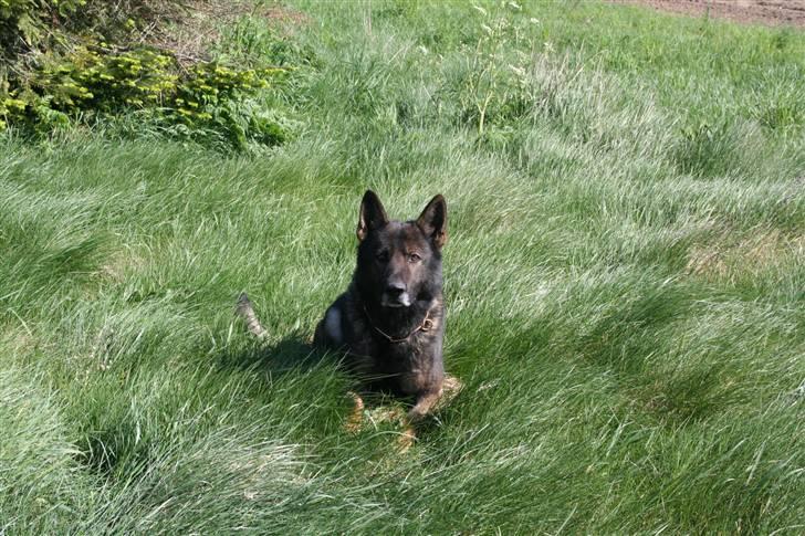 Schæferhund Quanto Vom Annenhof - Velkommen til Quanto´s profil :) Foto ; Mig billede 1