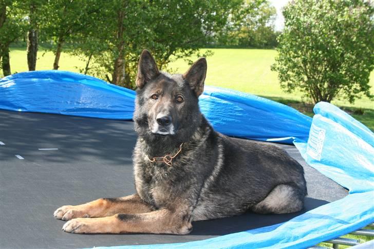 Schæferhund Quanto Vom Annenhof - Foto ; Mig :) billede 2