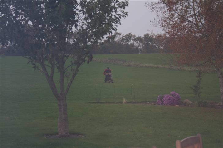 Schæferhund Quanto Vom Annenhof - Foto ; ? billede 3