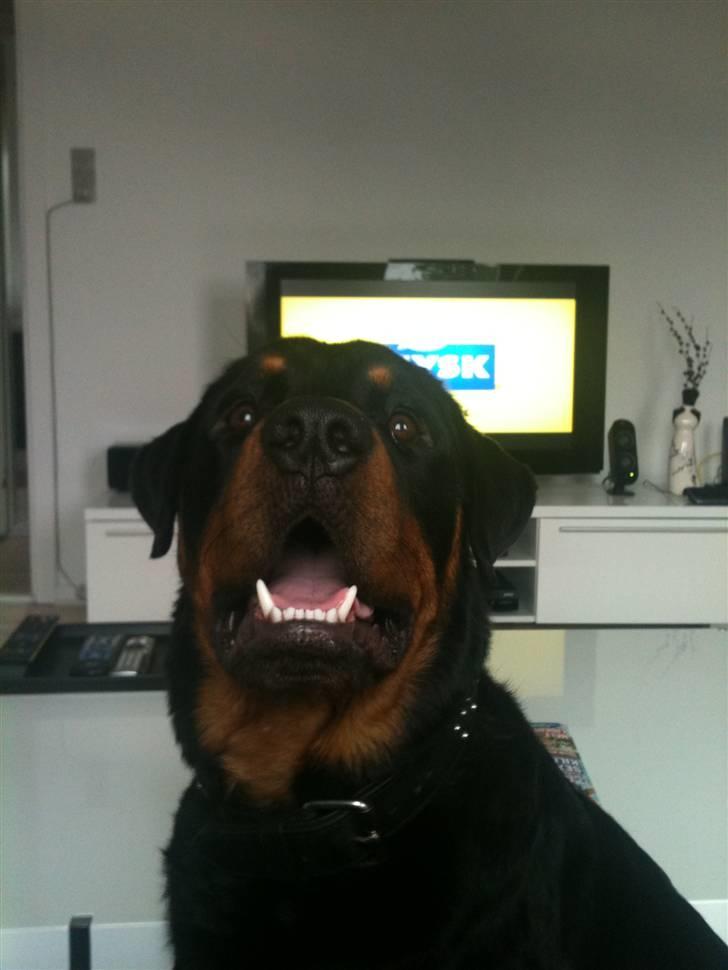 Rottweiler Pito - 10 måneder billede 1
