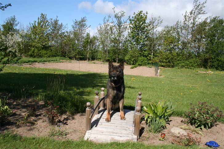Schæferhund Quanto Vom Annenhof - Foto ; Mig :) billede 4