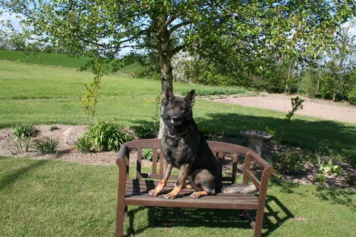 Schæferhund Quanto Vom Annenhof - Foto ; Mig :) billede 5