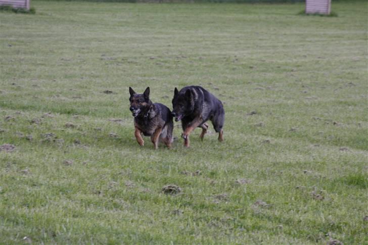 Schæferhund Quanto Vom Annenhof - Quanto og Assia leger :D billede 6