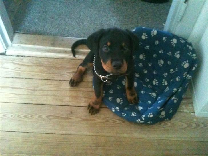 Rottweiler Pito billede 2