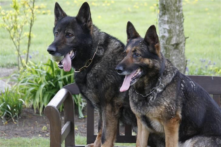 Schæferhund Quanto Vom Annenhof - Quanto og Assia igen :D billede 7