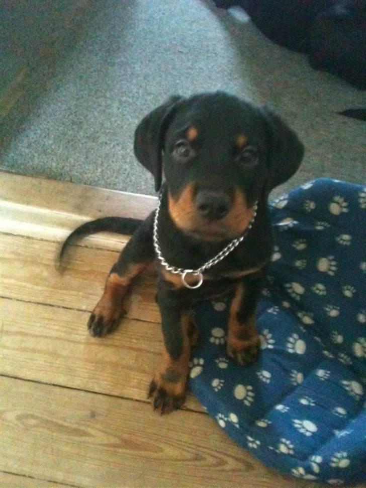 Rottweiler Pito billede 3