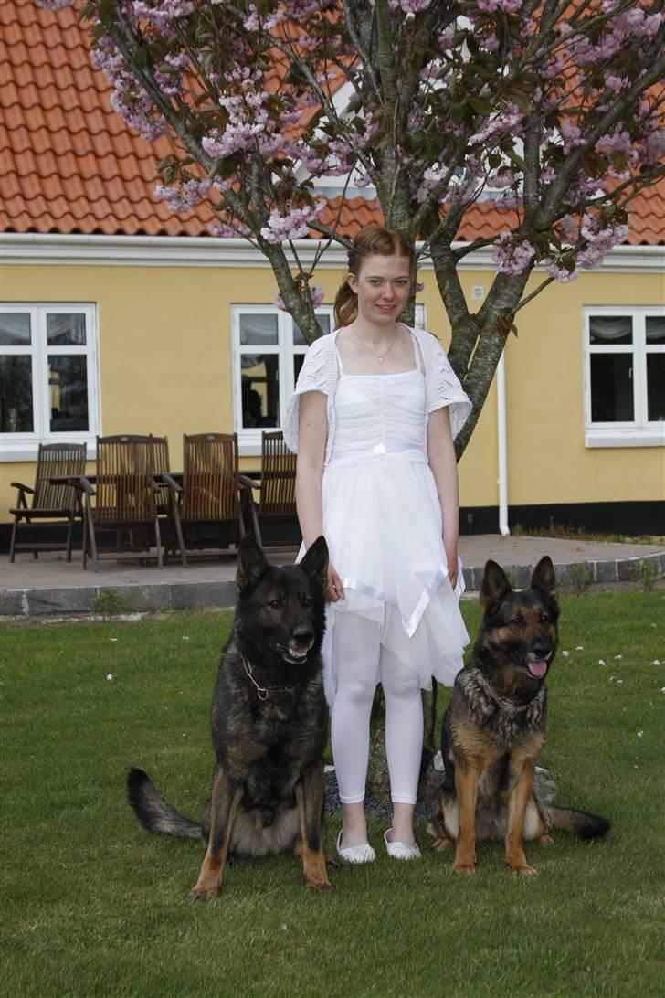 Schæferhund Quanto Vom Annenhof - Quanto og Assia til min konfirmation. :D billede 8