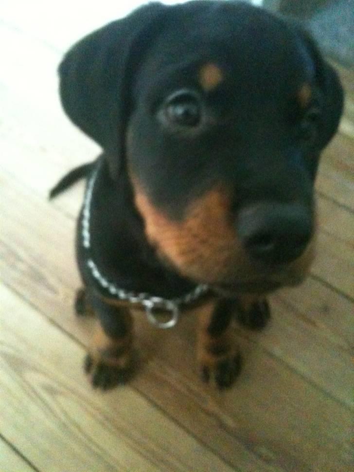Rottweiler Pito billede 4