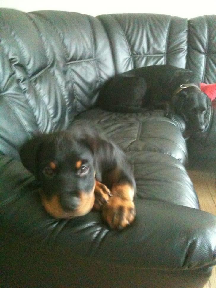 Rottweiler Pito billede 5