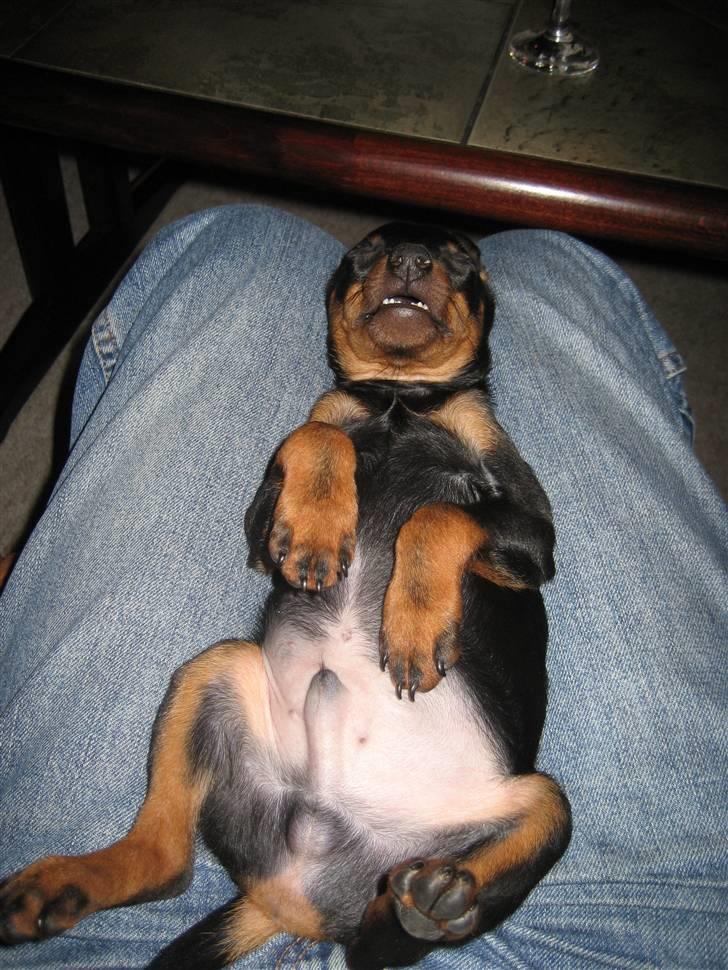 Dvaergpinscher Rødkildes - Gizmo billede 9