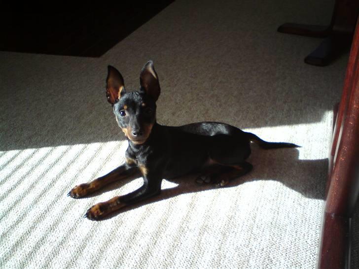 Dvaergpinscher Rødkildes - Gizmo - Elsker solen. billede 10