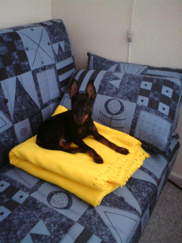 Dvaergpinscher Rødkildes - Gizmo billede 11