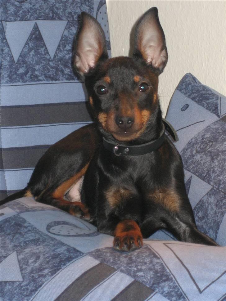 Dvaergpinscher Rødkildes - Gizmo billede 12