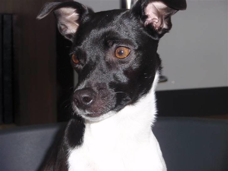 Dansk svensk gaardhund Badmans Kida - Feb. 2010 billede 8