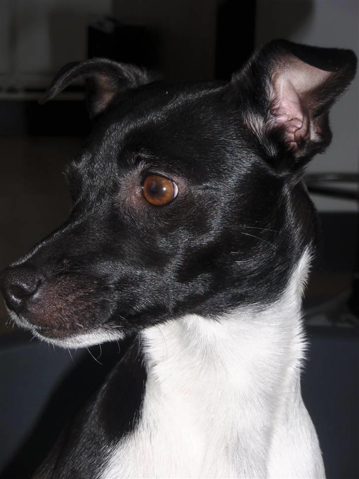 Dansk svensk gaardhund Badmans Kida - Feb. 2010 billede 9