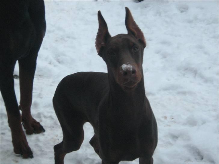 Dobermann enigma billede 9