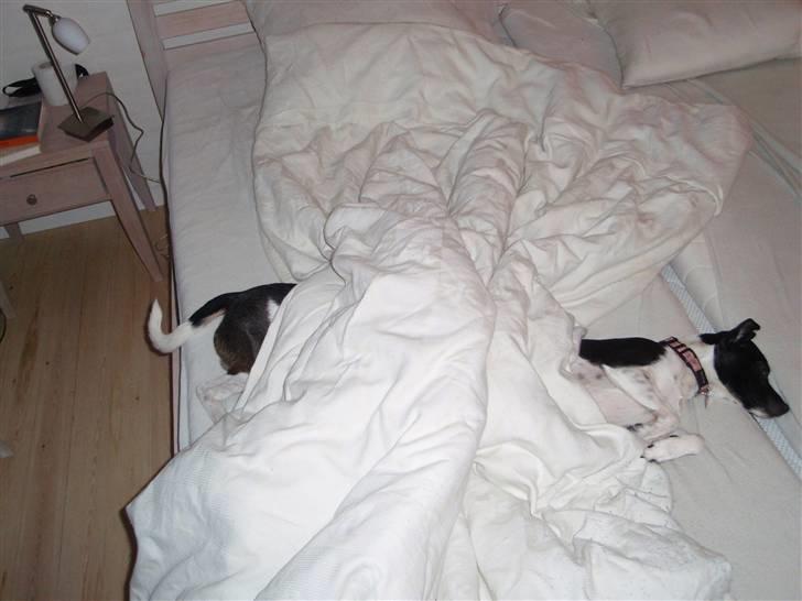 Dansk svensk gaardhund Badman - Laaaaang hund billede 6