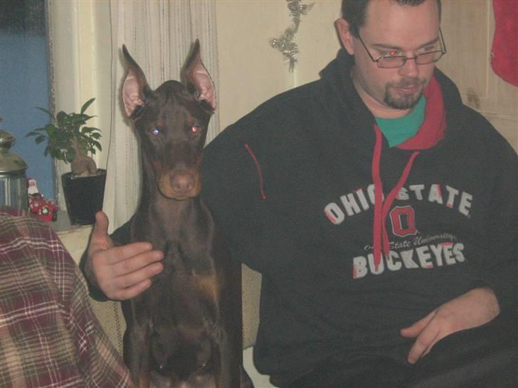 Dobermann enigma billede 10