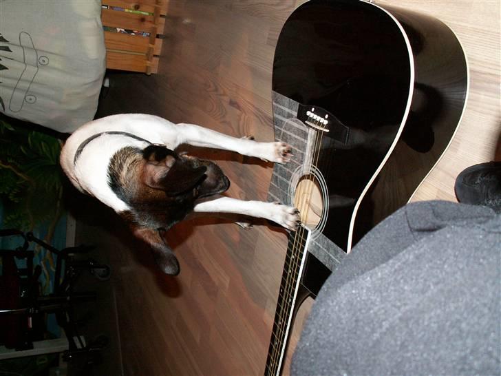 Dansk svensk gaardhund Badman - Jeg kan også spille . billede 7