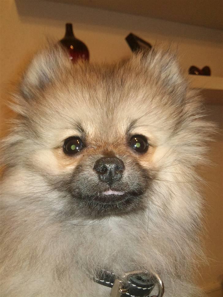 Pomeranian Fennie - Frækkerten rækker tunge :p 15 uger gammel billede 14