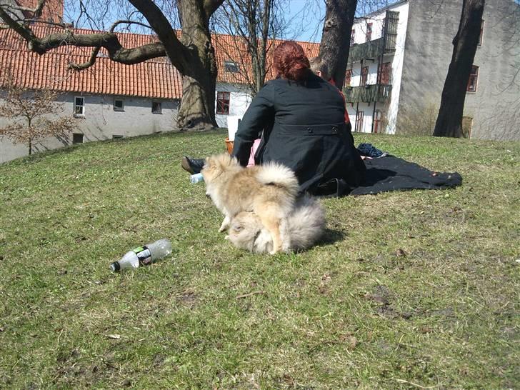 Pomeranian Fennie - Fennie får pryl af My, der er en smuk pomeranian, der til forveksling lignede Fennie for en måned siden. Nu er både My og Fennie dog ved at skifte farve, men de smelter stadig lidt sammen når de muler :) -Aalborghus Slotspark d. 11. april 2010 billede 15