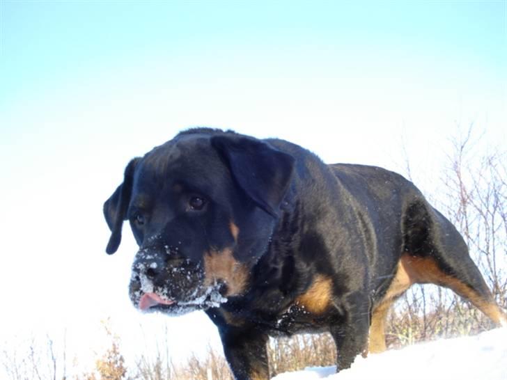 Rottweiler Laika *Himmelhund* billede 1