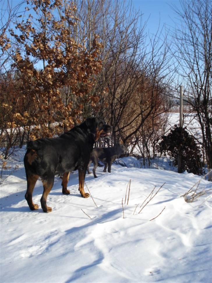 Rottweiler Laika *Himmelhund* billede 2