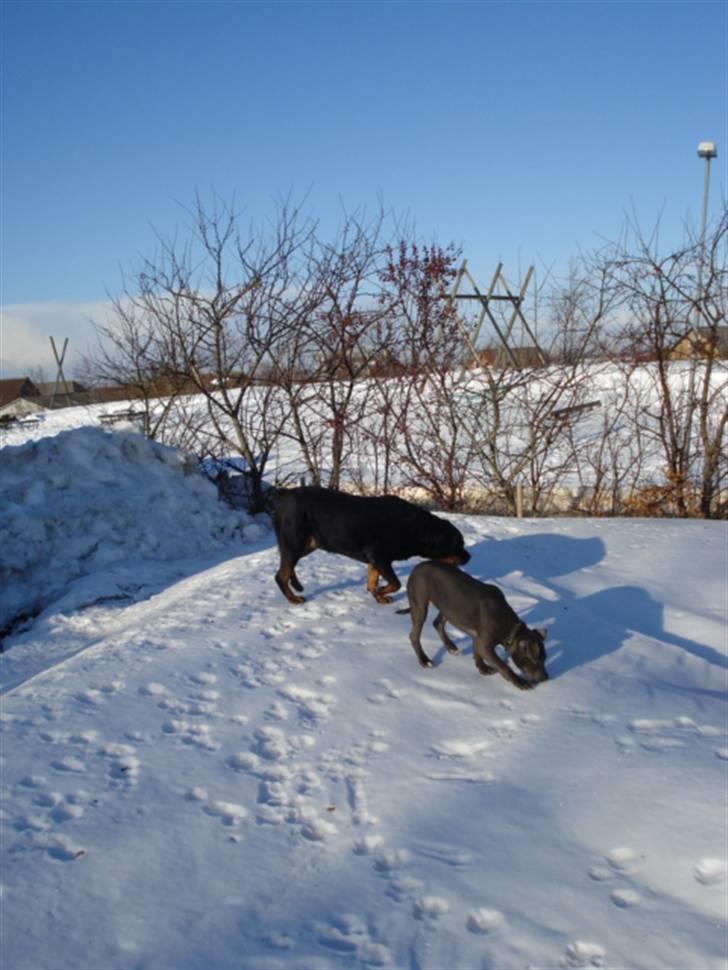 Rottweiler Laika *Himmelhund* billede 3
