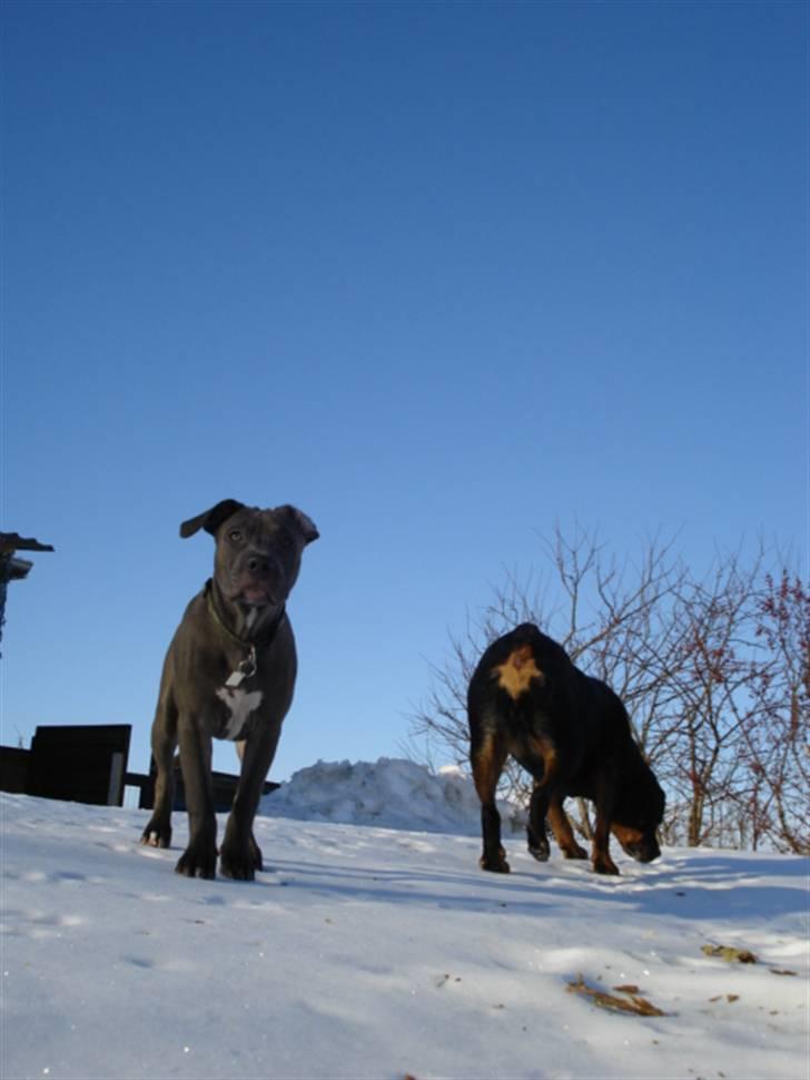 Rottweiler Laika *Himmelhund* billede 4