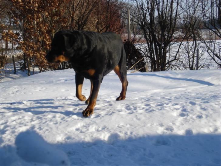 Rottweiler Laika *Himmelhund* billede 5