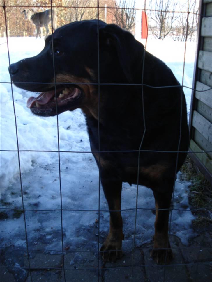 Rottweiler Laika *Himmelhund* billede 6