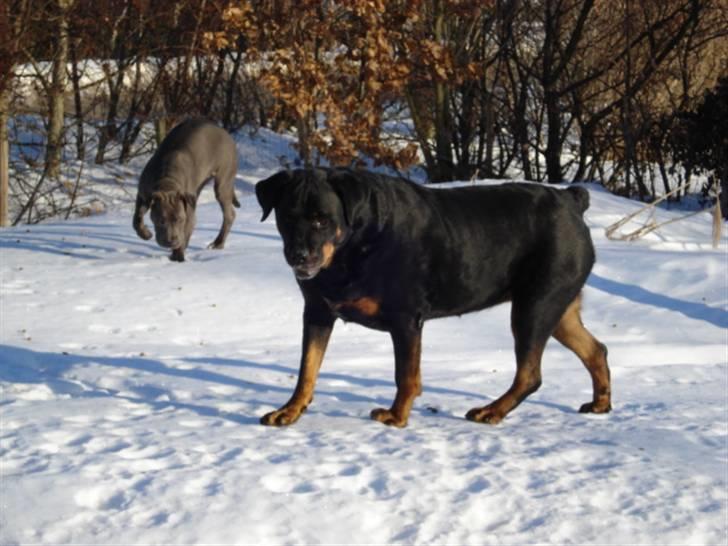 Rottweiler Laika *Himmelhund* billede 7