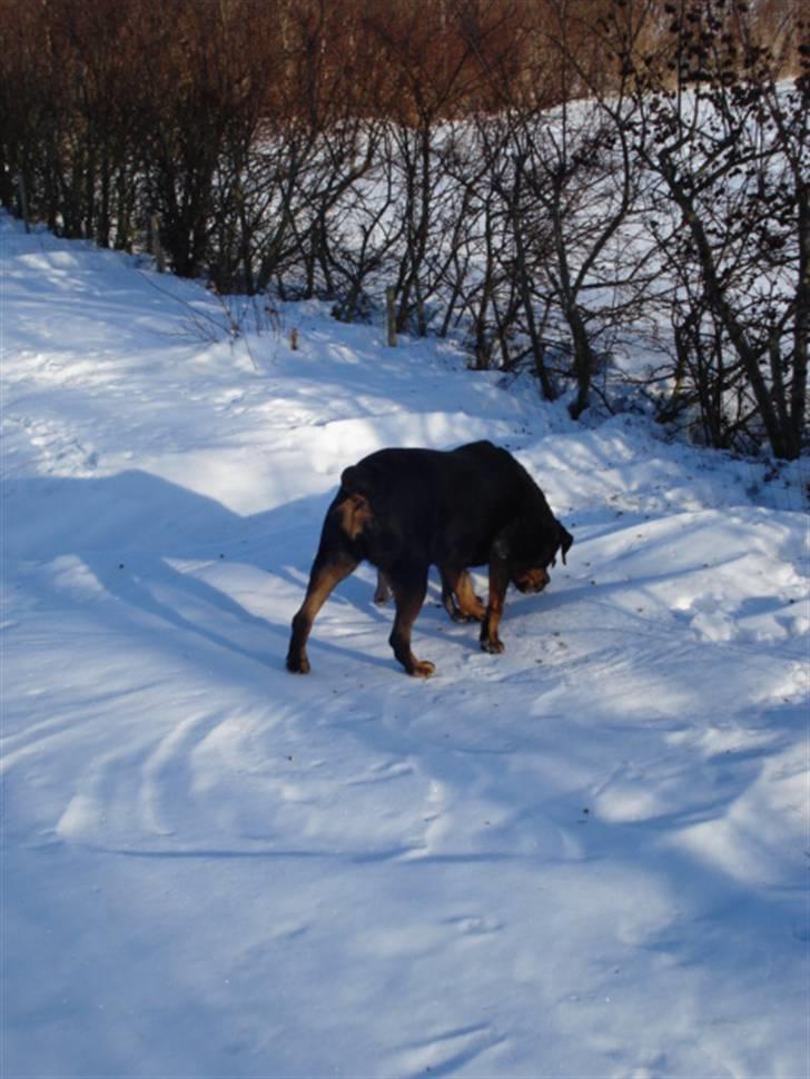 Rottweiler Laika *Himmelhund* billede 8