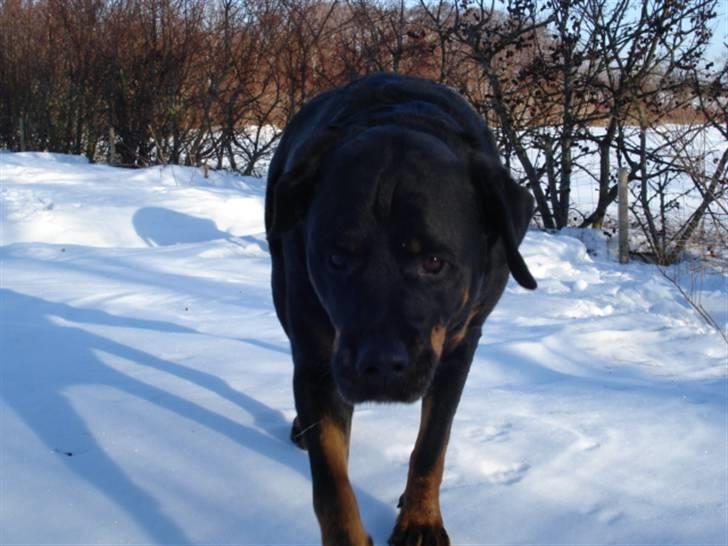 Rottweiler Laika *Himmelhund* billede 9