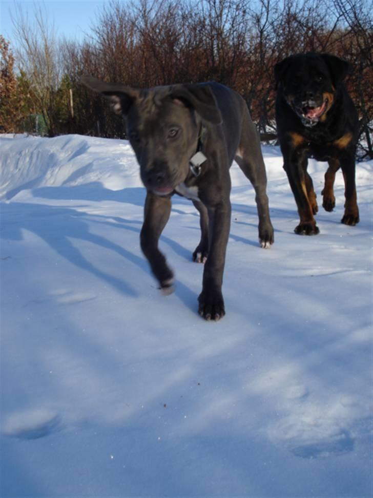 Rottweiler Laika *Himmelhund* billede 10