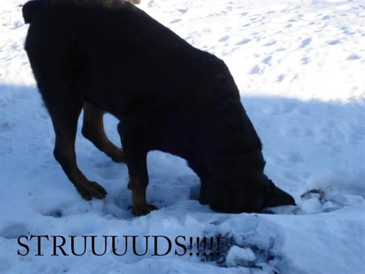 Rottweiler Laika *Himmelhund* billede 11