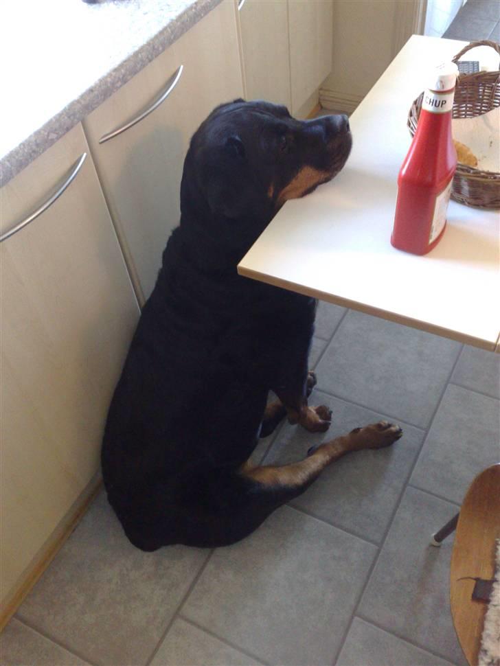 Rottweiler Laika *Himmelhund* billede 12