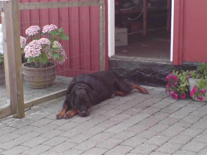 Rottweiler Laika *Himmelhund* billede 13