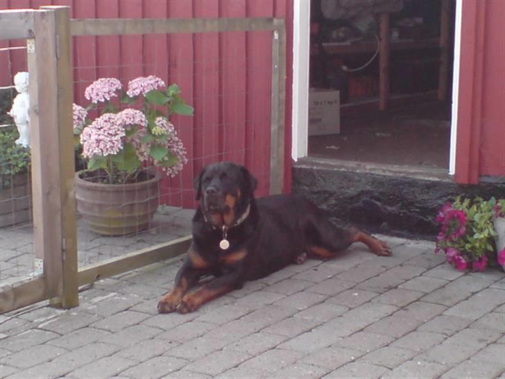 Rottweiler Laika *Himmelhund* billede 14