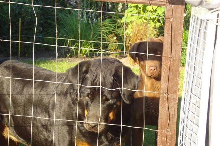 Rottweiler Laika *Himmelhund* billede 15