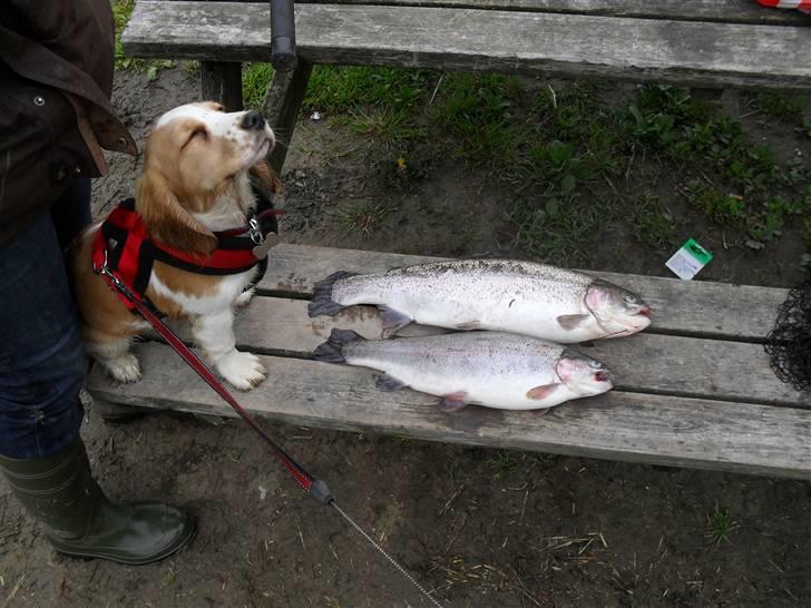 Blanding af racer Bubbi - Med mor og far på fisketur :O) billede 16