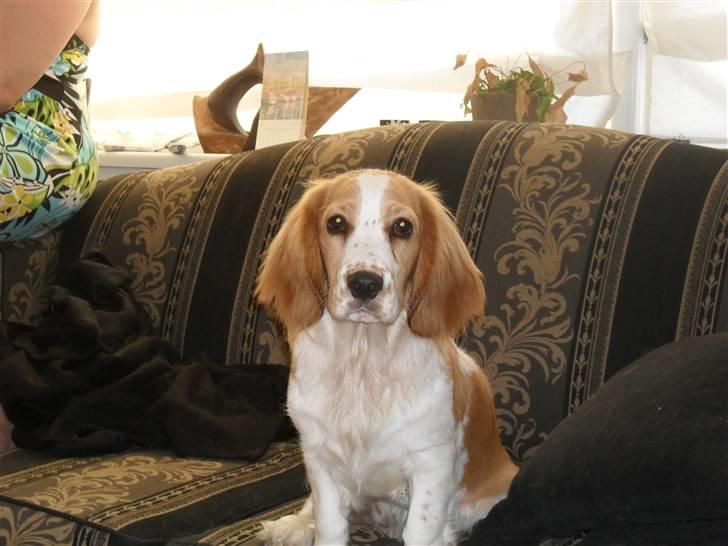 Blanding af racer Bubbi billede 17