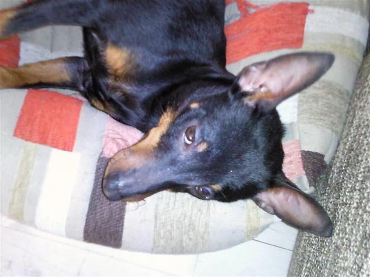 Dvaergpinscher Rødkildes - Murphi billede 12