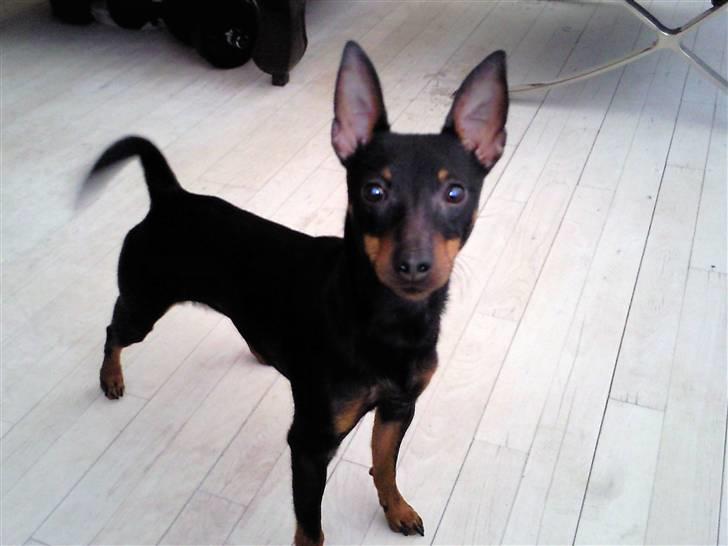 Dvaergpinscher Rødkildes - Murphi billede 13