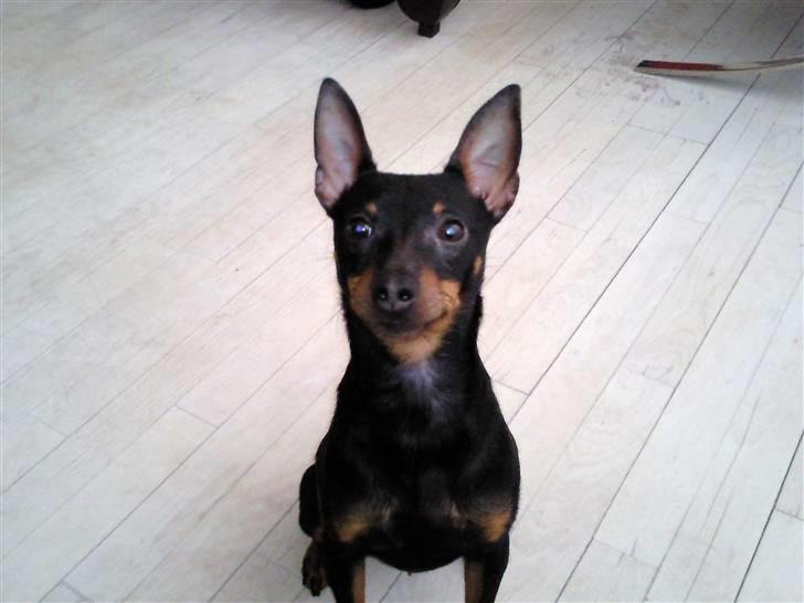 Dvaergpinscher Rødkildes - Murphi - En smilende Murphi :) billede 14