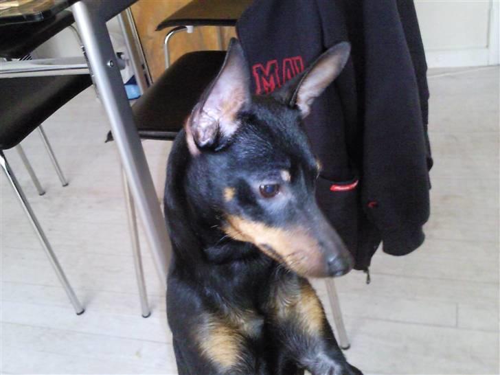 Dvaergpinscher Rødkildes - Murphi billede 15